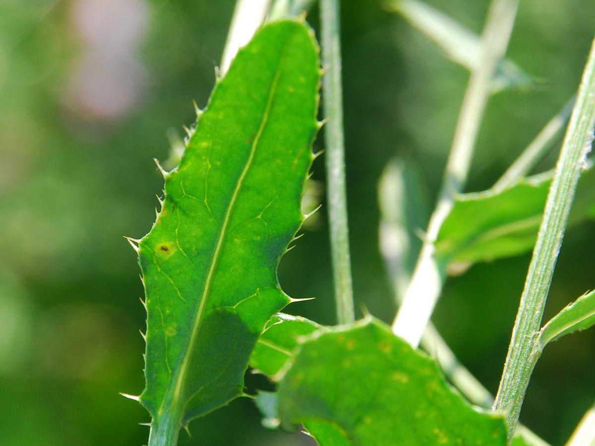 Bild: Blatt